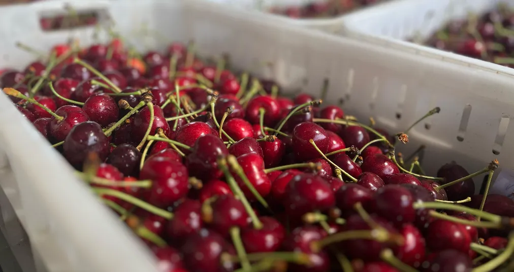 Chile exportó al mundo el pasado verano un récord de 626 mil 014 toneladas de cerezas frescas.