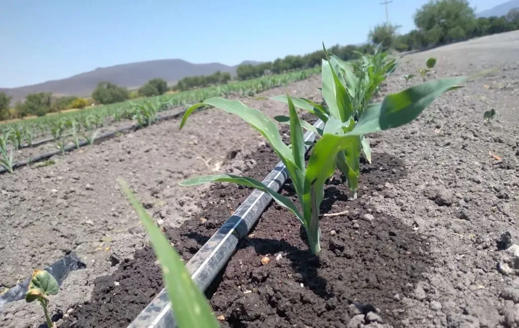 El proyecto de Parral se convertirá en una plataforma para dar visibilidad a los productos del campo.