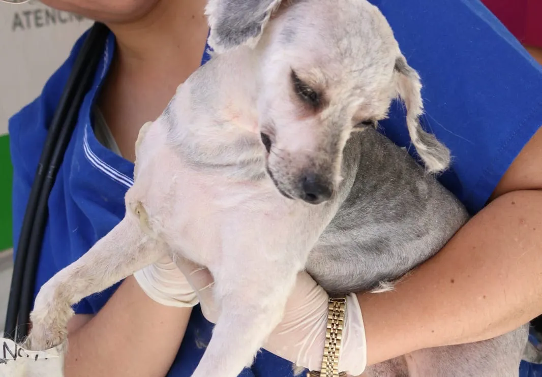 Veterinarios de la Agencia de Atención Animal están bajo la lupa