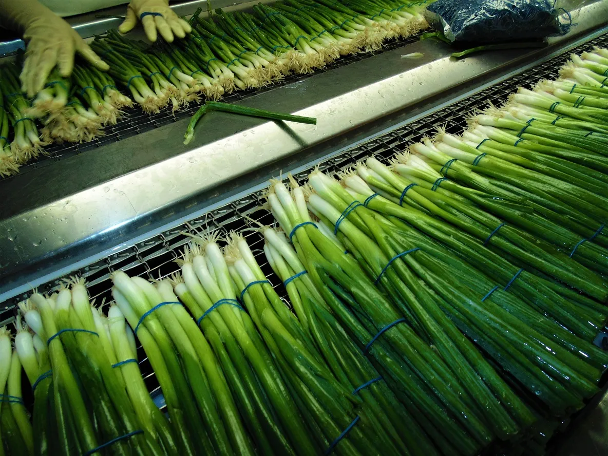 Productores de cebollín esperan repunte de exportación hacía Estados Unidos