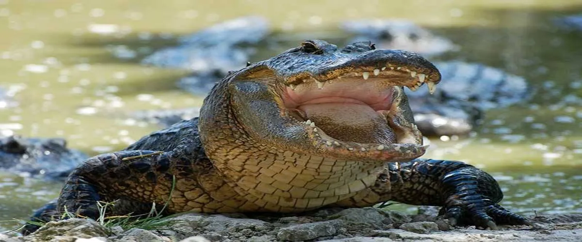 Atender la problemática de cocodrilos en sitios como la Laguna del Carpintero.