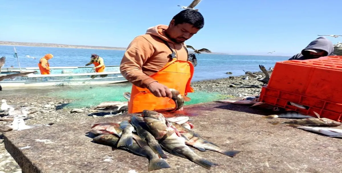 Los 800 pescadores que hay en la zona, la mayoría se encuentran realizando actividad en el campo.