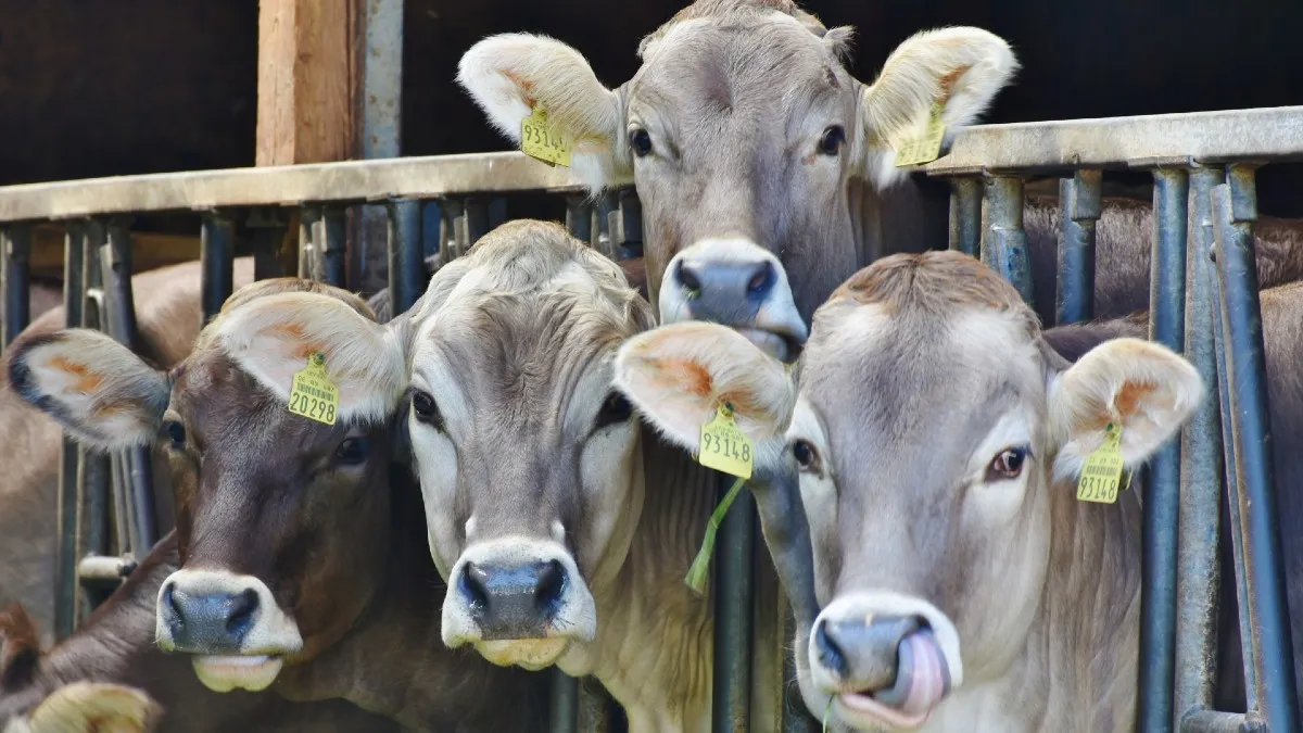 Senado aprueba sanciones a quien suministre clembuterol a animales para consumo humano