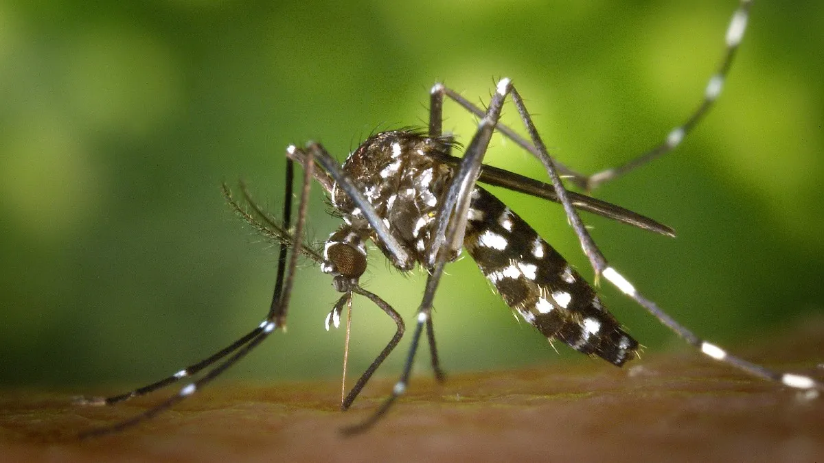 “World Mosquito Program” ayuda a erradicar el dengue en México y a cuidar el turismo 