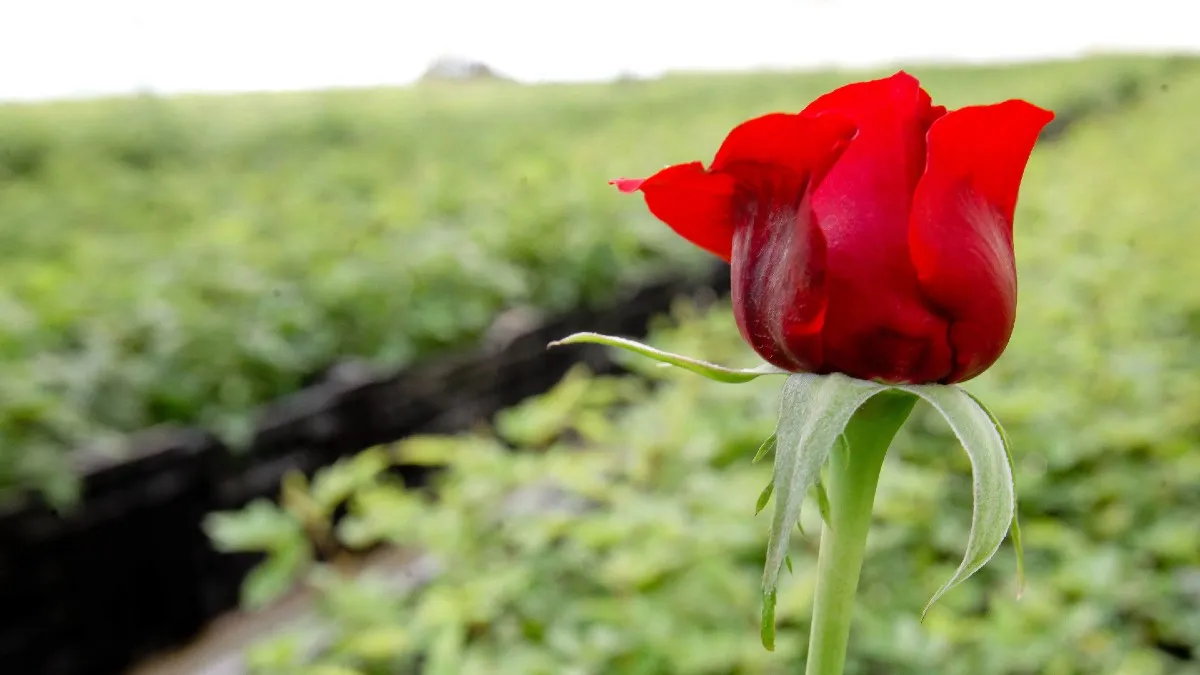 Abasto de flores ornamentales está garantizado para regalos del Día de las Madres