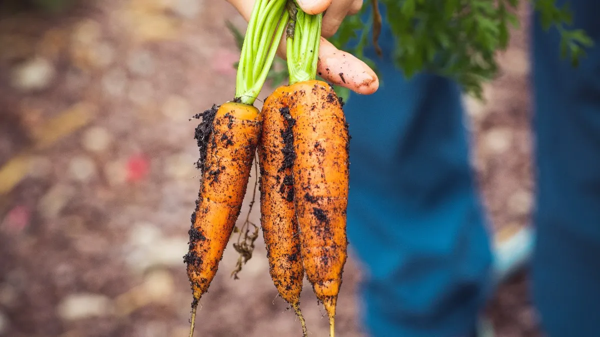 En 2023 habrá crisis alimentaria mundial: Agricultura