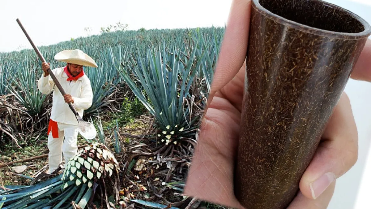Bioplásticos, una forma de contaminar menos y ser menos agresivos con el medio ambiente