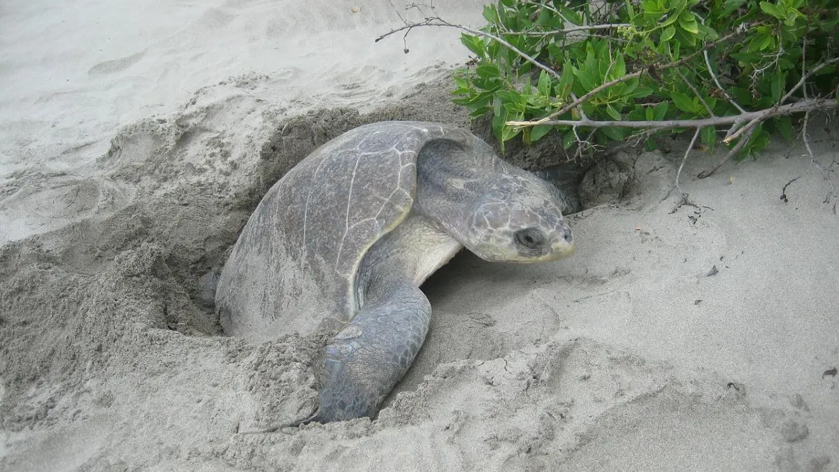 Grupo Tortuguero de Todos Santos tiene 10,000 huevos de tortuga resguardados en corrales