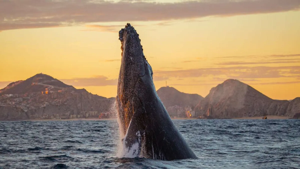 Los Cabos, el destino náutico por excelencia de turistas internacionales y de casa