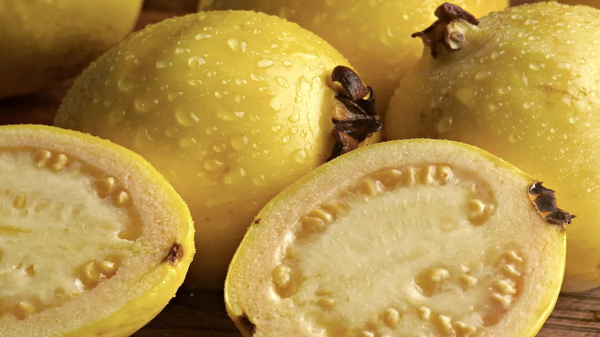 Lista para el ponche: Grantizan abasto de guayaba para fiestas decembrinas