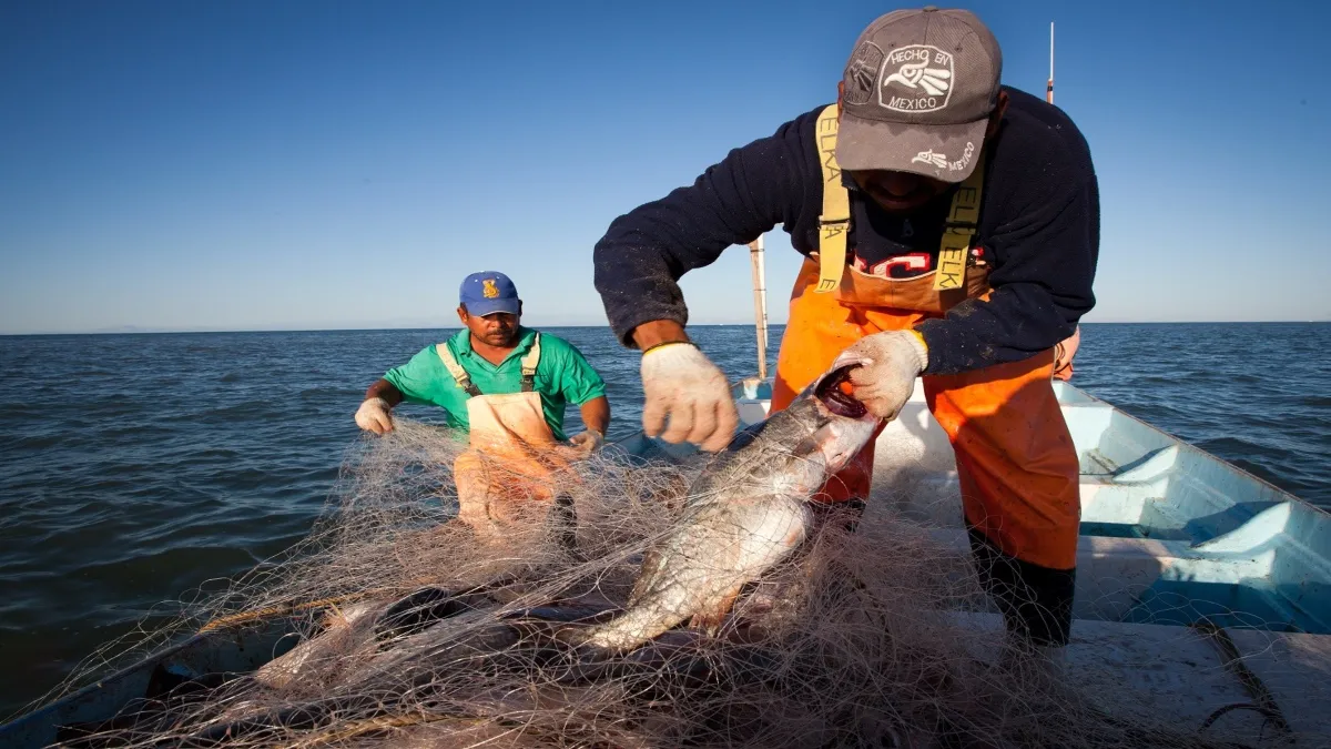 Llaman a redoblar esfuerzos para fortalecer la pesca en Sinaloa