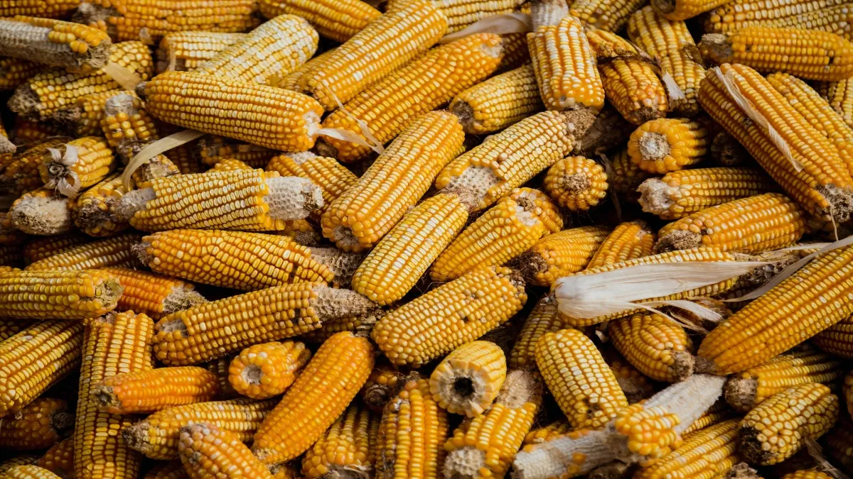 Agricultores de Sinaloa valoran crear una bolsa de valores de granos para México