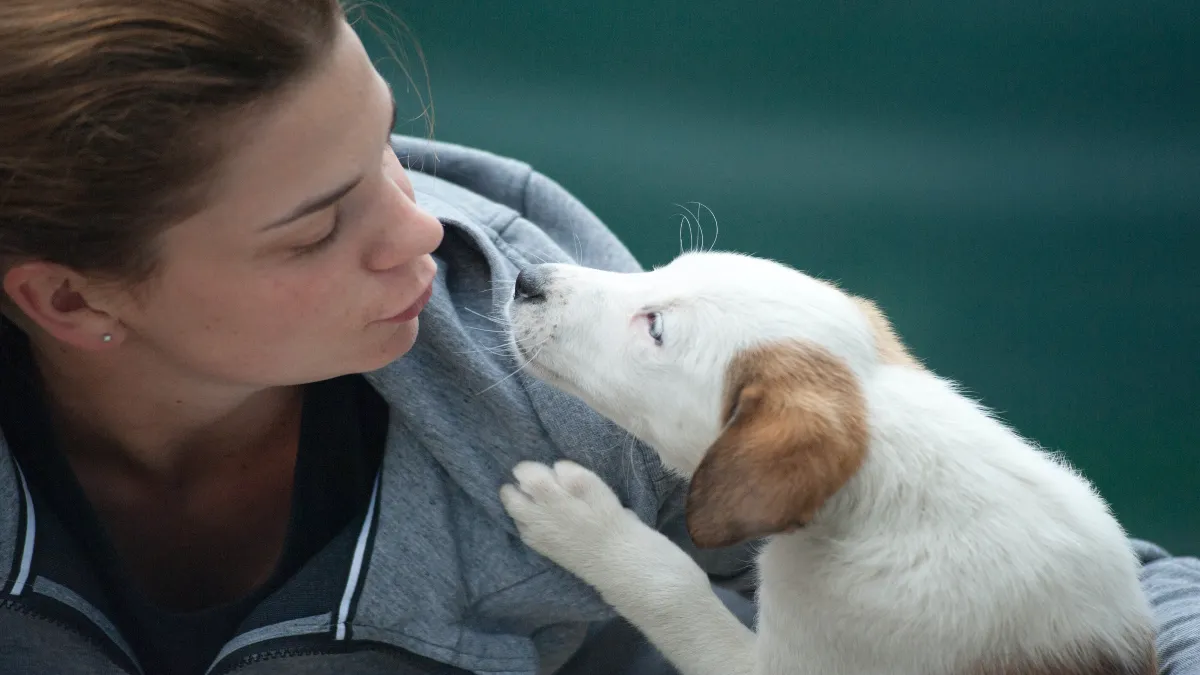 En CDMX quieren que mascotas tengan acta de identidad y sean considerados familia