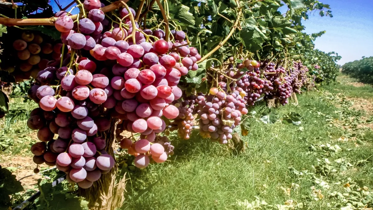 El cambio climático pone en riesgo la producción de vino mexicano