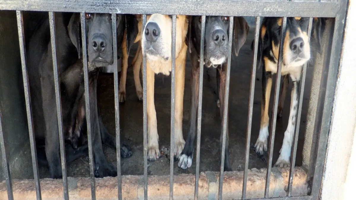 Declaran constitucional el maltrato animal en el Código Penal de Querétaro