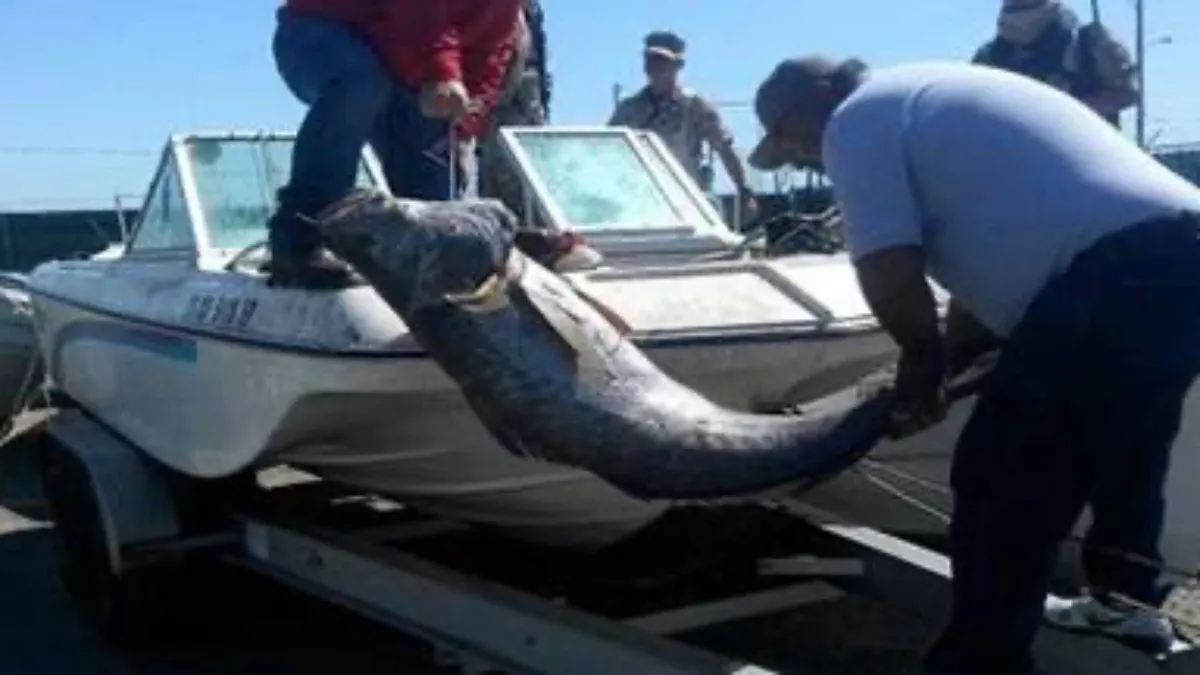 La totoaba sigue en la lucha por librar la extinción