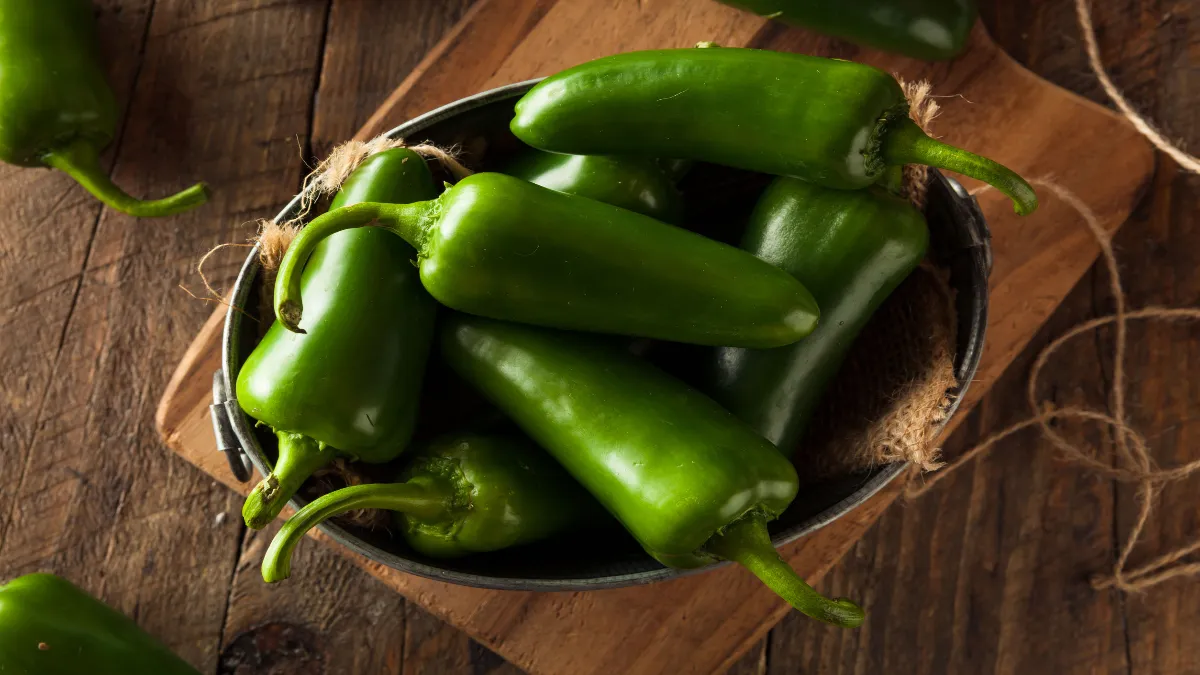 Zacatecas reporta una cosecha de 480 mil 694 toneladas de chile
