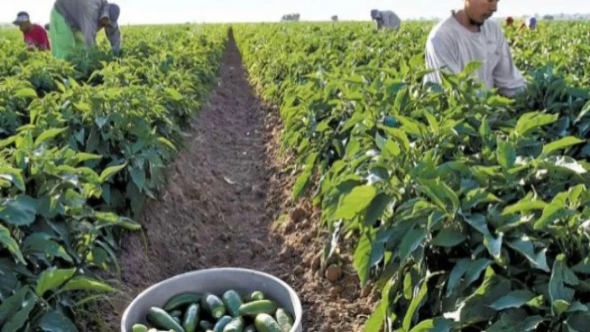 En septiembre Fundación Produce Sinaloa arrancó con la validación de cultivos alternativos para el sur del estado.