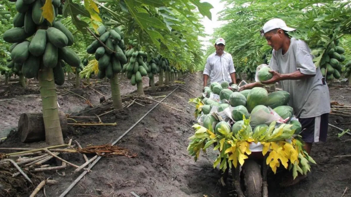 A lo largo de la actividad, se enfatizó la importancia de la agricultura sostenible y el fortalecimiento de huertos familiares.