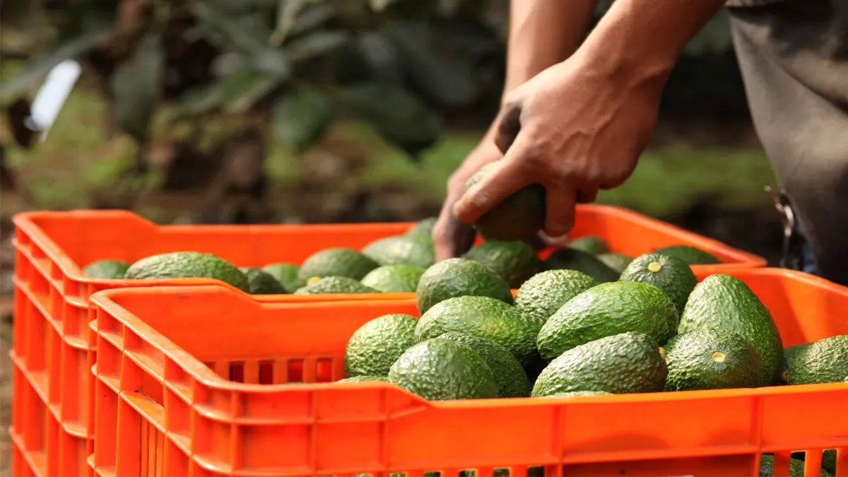 Lo destinen al cuidado de bosques, en este caso, por parte de la certificación del aguacate.