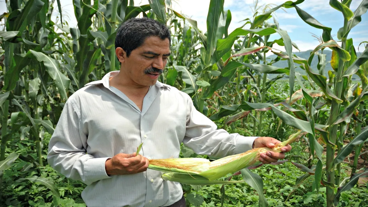 Mediante proyectos para erradicar plagas y enfermedades que afectan la agricultura.