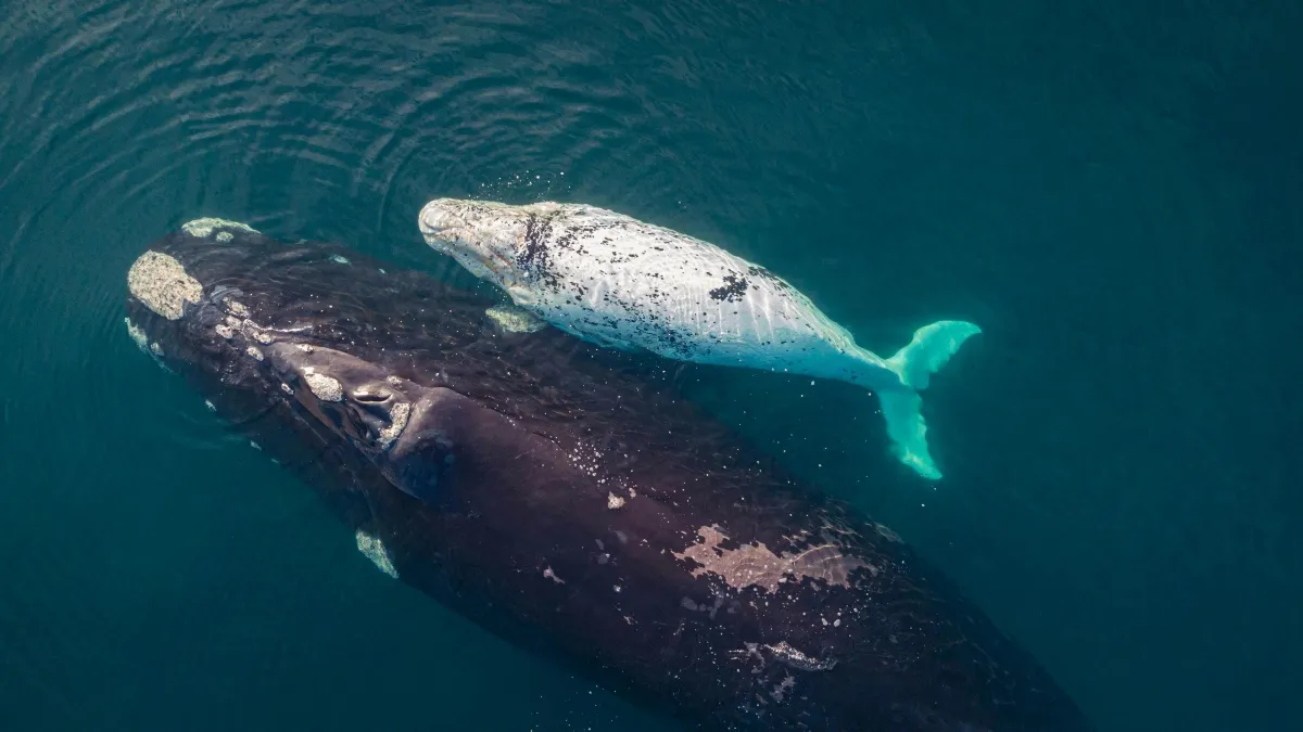 Los lineamientos más generales que prevé la norma son la distancia de observación de las ballenas.