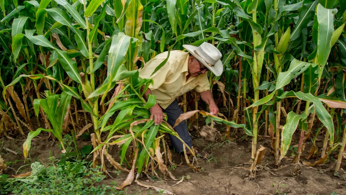 Hay que mover un poco las fechas de siembra y de plantación de los cultivos porque va a haber mucho calor.