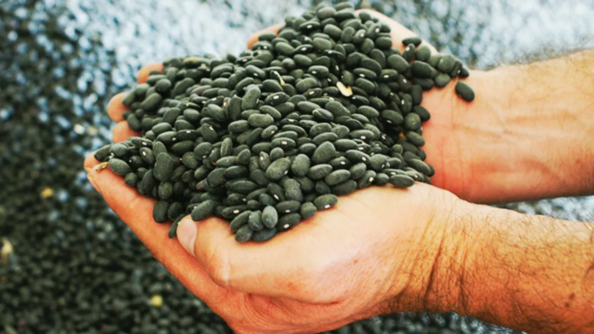 Los productores de frijol en Sinaloa atraviesan una difícil situación económica.