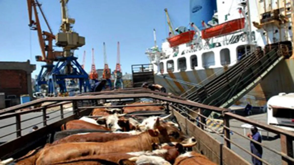 Las consecuencias de esa importación fue la infección de Gusano Barrenador del Ganado.