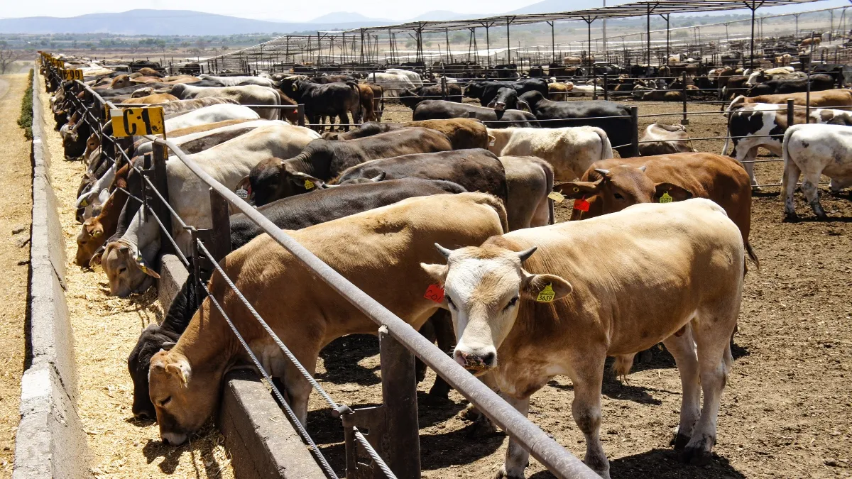Si en un rancho donde dejan al ganado una o dos semanas y va el vaquero a ver cómo está el ganado.
