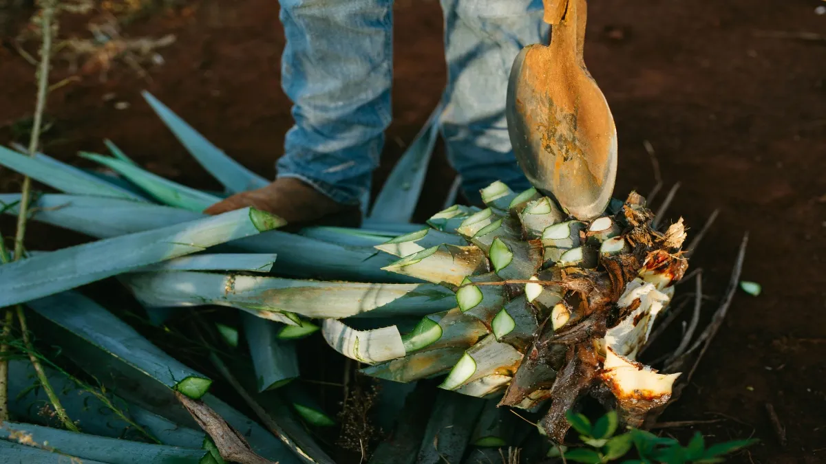No pensemos en agave, pensemos en mezcal, en tequila y en destilados.