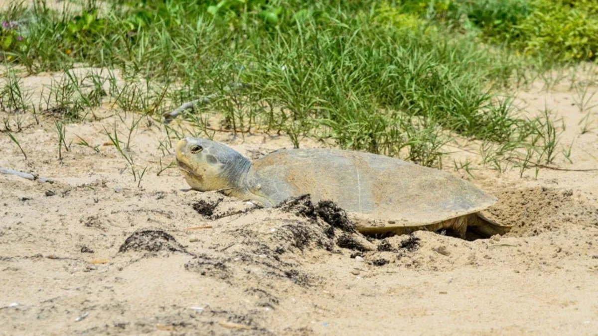 El miércoles 26 de marzo, emergió del mar la primera tortuga lora de la temporada 2025 en la Playa Miramar.