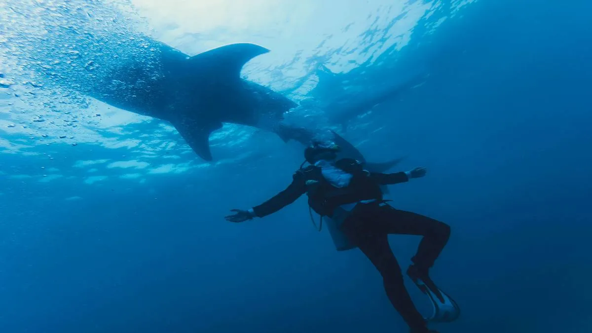 Mostraron que la temporada de avistamiento del tiburón ballena en La Paz se extiende de octubre a abril.