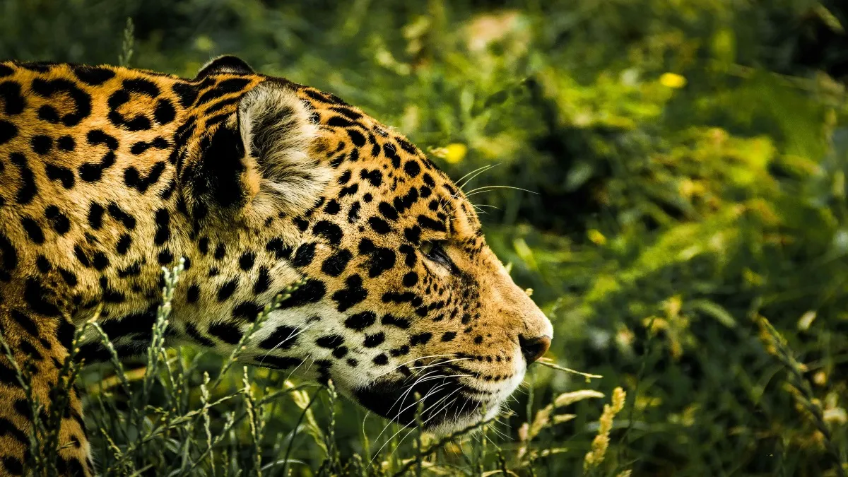 Además del jaguar destacan especies emblemáticas como el venado de cola blanca.