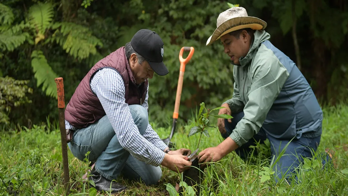 El plan de reforestación forma parte de una estrategia ambiental.