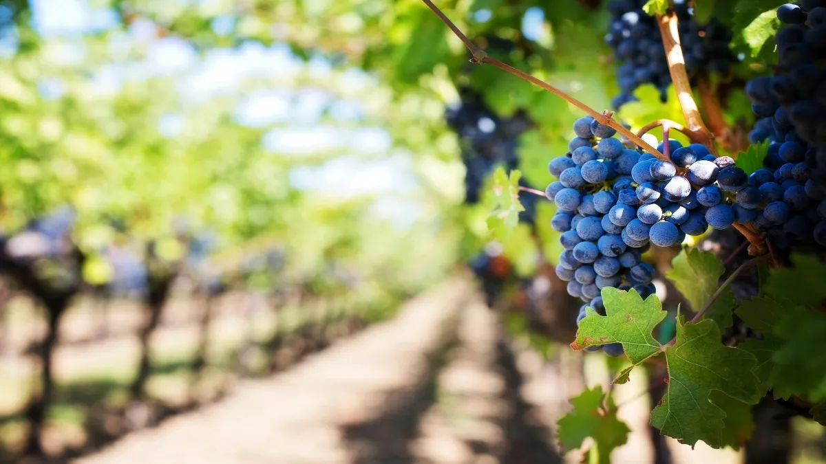 Ya que el vino queretano cuenta con una certeza de origen y calidad.