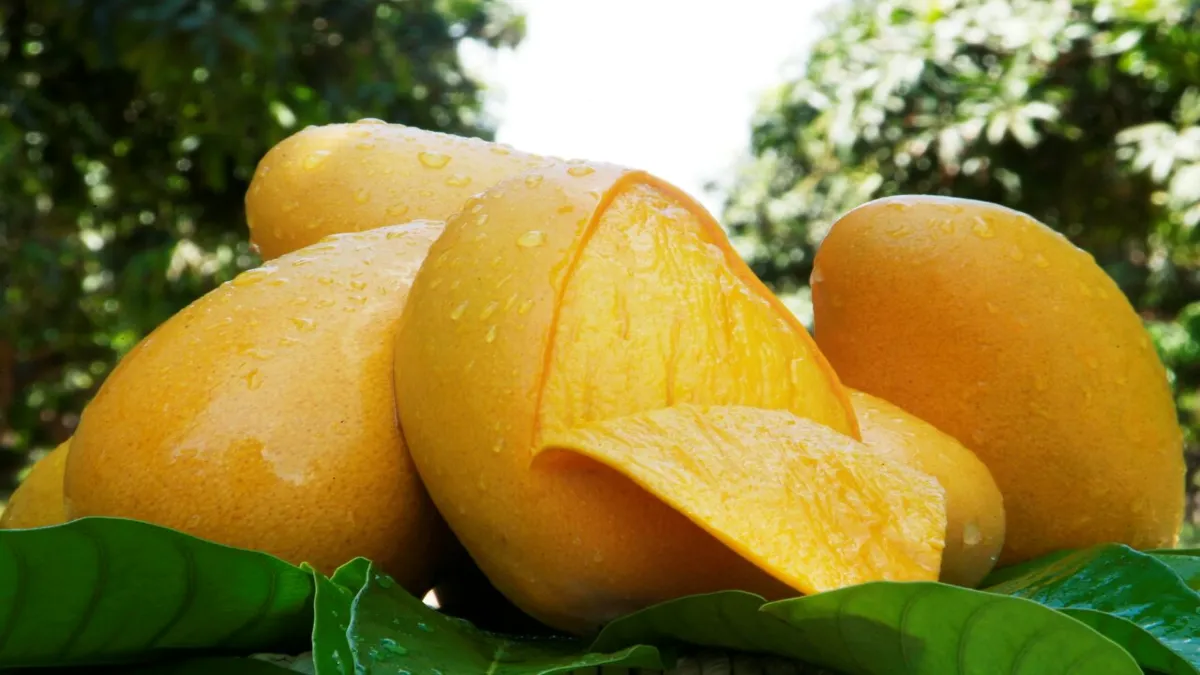 Y vienen participantes de los países productores de mango como la India, que es el mayor productor.
