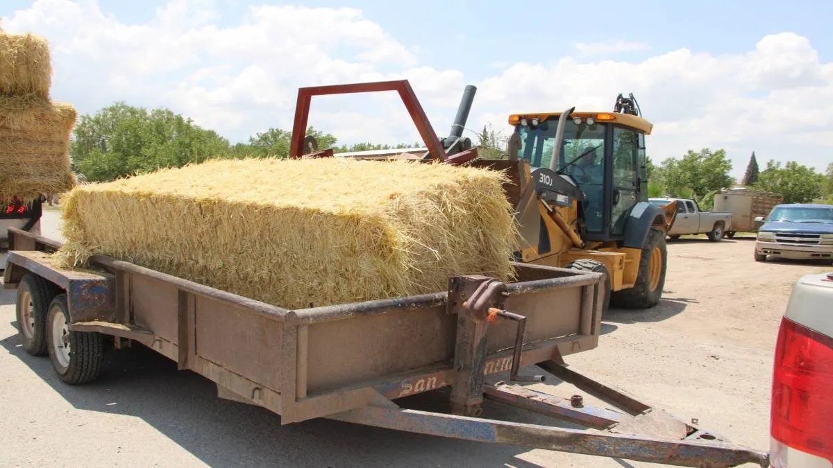 El apoyo contempla la entrega sin costo de pacas de 50 a 60 kilogramos de forraje de Sudán, avena y alfalfa.