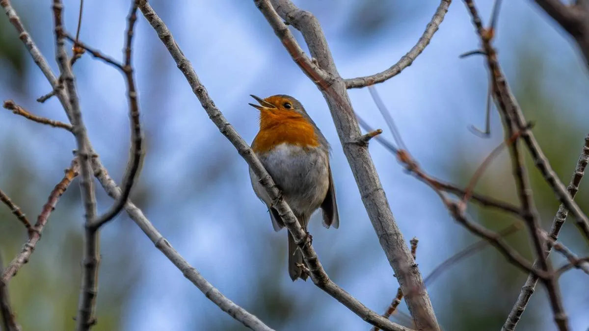¿sabías que cosas cotidianas como escuchar el canto de los pájaros podría ayudar a disminuir síntomas de la ansiedad?