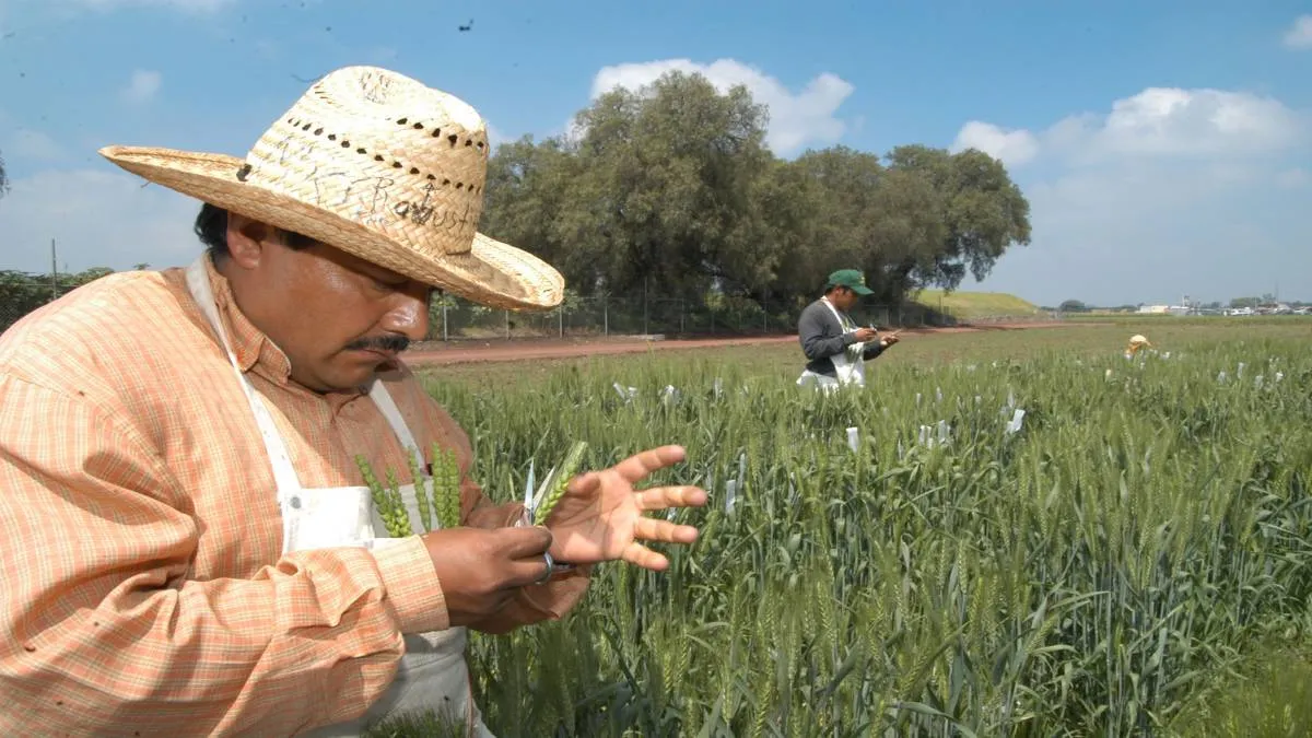 Debido a que no hay un precio fijo, bajó y a los agricultores se les pagó a seis pesos el kilo.