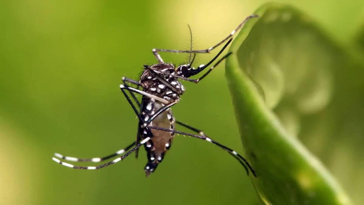 Actualmente los municipios que presentan más casos de dengue, son Jojutla, que ocupa el primer sitio.