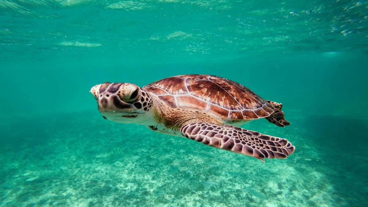 Este ecosistema alberga especies críticamente amenazadas, como el manatí, las tortugas lora y laúd, así como peces comerciales.