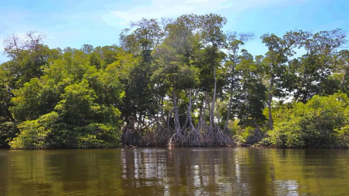 Otras especies como la Annona glabra, que está en humedales de agua dulce.