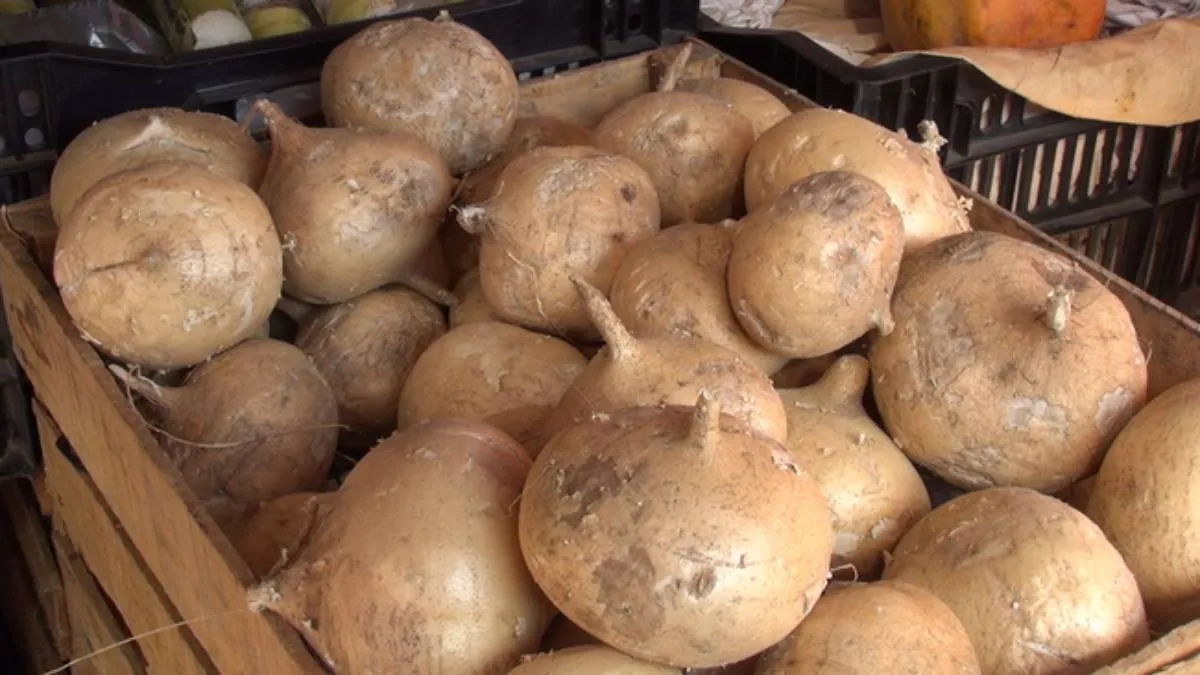 La jícama, un producto típico de la región, ha dejado de ser rentable y su cultivo ahora se considera de alto riesgo.