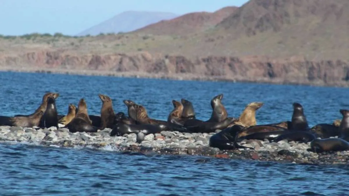 El lobo marino de California (Zalophus californianus) es un mamífero marino que lleva una vida anfibia.