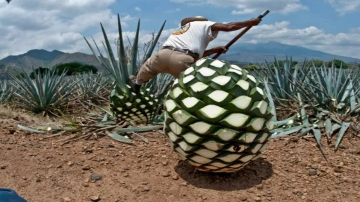 La iniciativa también propone la creación del Consejo Estatal del Maguey y del Mezcal, un órgano consultivo.