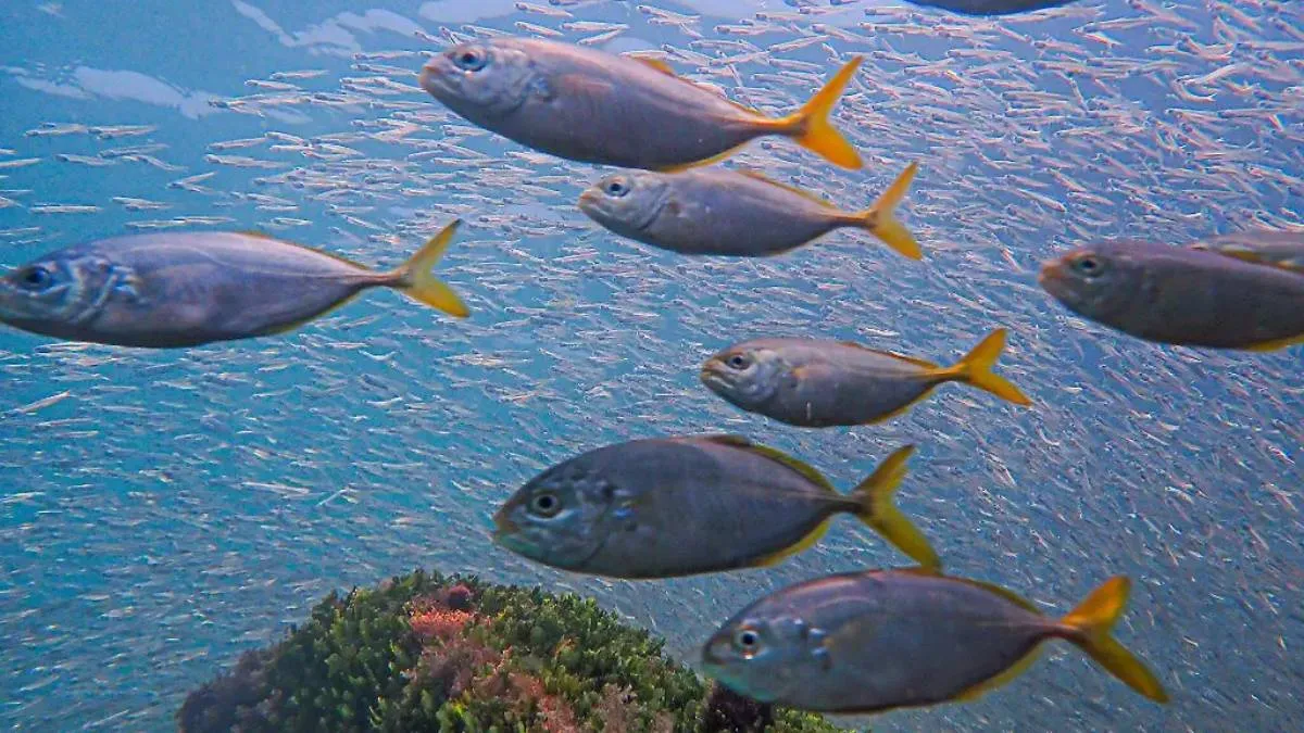 ¿Ya pudiste ver a las anchoas, estos pequeños visitantes que arribaron a playa Miramar?