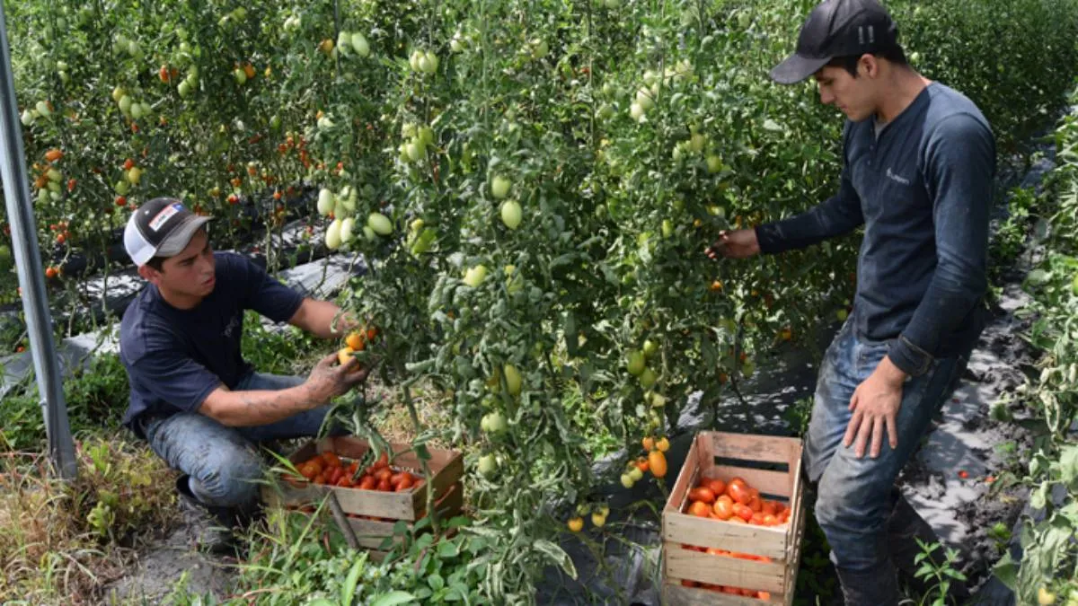 La violencia en el campo no solo afecta a los productores y jornaleros, sino también al transporte de insumos.