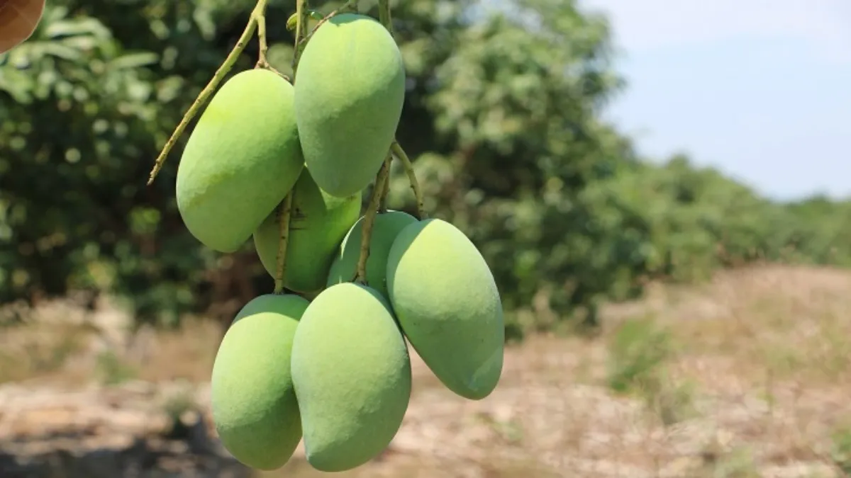 Pero ante lo mal que les fue en la temporada que está por terminar, algunos productores no podrán podar sus árboles.
