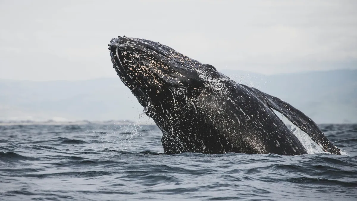 La ballena gris encabeza el imaginario colectivo. “Es la especie más popular; todos quieren verla de cerca”.
